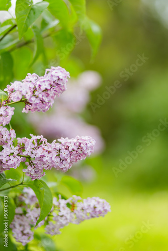 Blooming lilac bush with purple flowers. Spring branch of violet lilac blossoming. Copy space