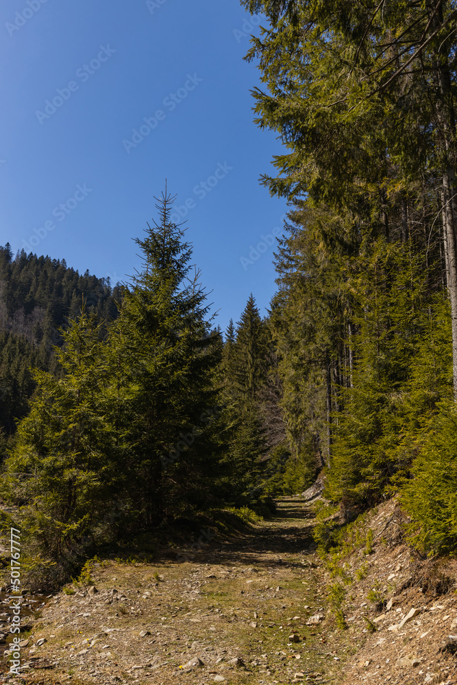 Dirty road between forest with blue sky at background. Dirty road between forest with blue sky at background.