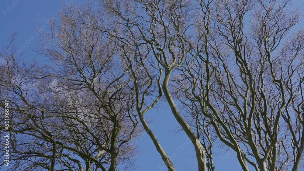 Famous Dark Hedges in Northern Ireland - travel photography Famous Dark Hedges in Northern Ireland - travel photography