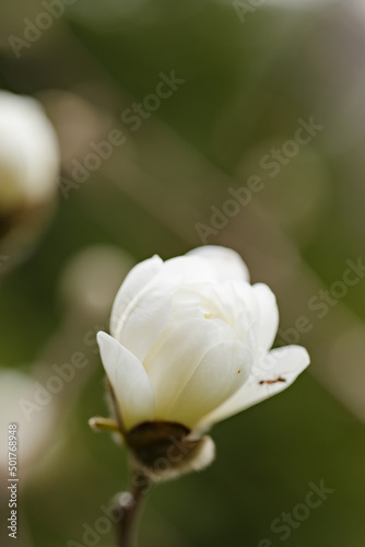 Beautiful spring magnolia on a branch. Blooming flower of white magnolia tree on a blurred background. Copy space