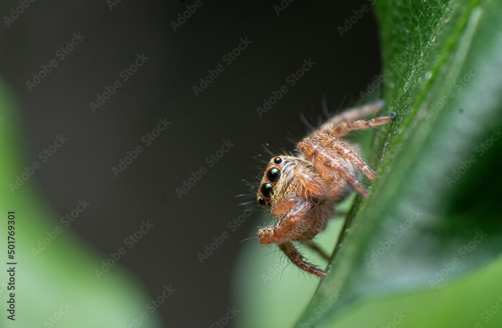 Extreme macro closeups of insects Extreme macro closeups of insects