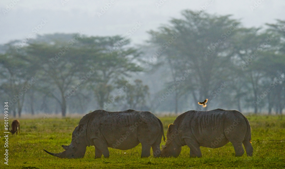 Naklejka premium Two backlit rhinos graze in Nakuru National Park with a beautiful background.