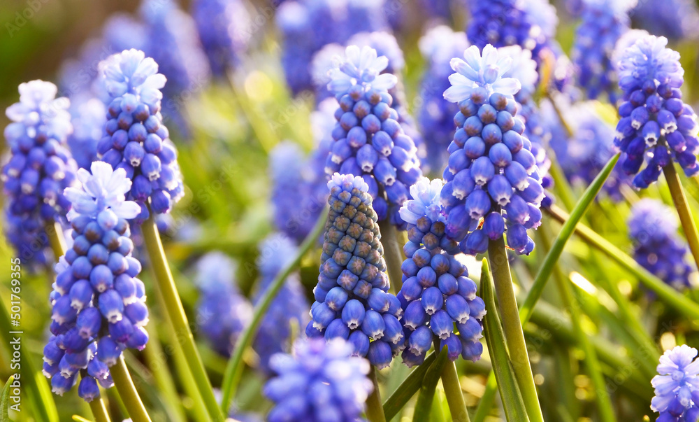 Blue Grape hyacinth flowers.Muscari armeniacum in the garden.Spring floral background for design with copy space.Selective focus. Blue Grape hyacinth flowers.Muscari armeniacum in the garden.Spring floral background for design with copy space.Selective focus.