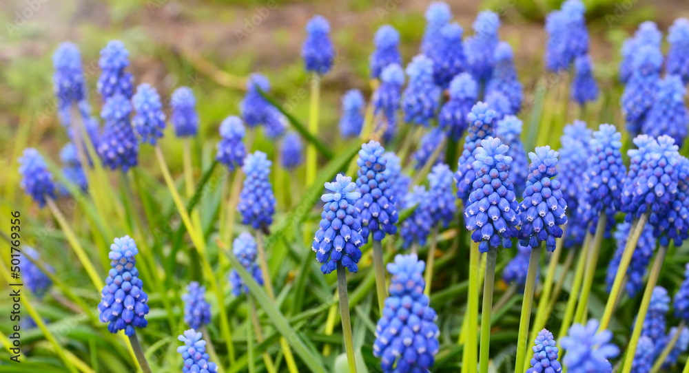Blue Grape hyacinth flowers.Muscari armeniacum in the garden.Spring floral background for design with copy space.Selective focus. Blue Grape hyacinth flowers.Muscari armeniacum in the garden.Spring floral background for design with copy space.Selective focus.