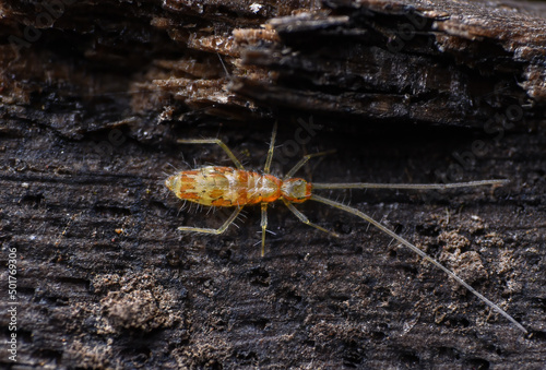 Extreme macro closeups of insects