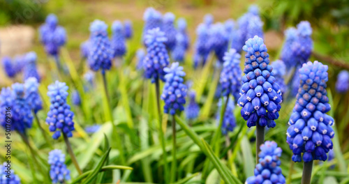 Blue muscari  grape hyacinth flowers. Muscari armeniacum in the garden.Spring floral background for design with copy space.Selective focus.
