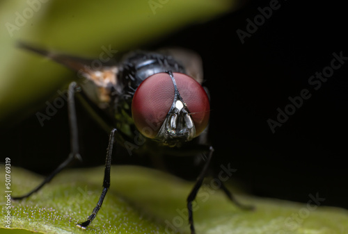 Extreme macro closeups of insects