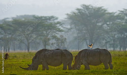 Two backlit rhinos graze in Nakuru National Park with a beautiful background.