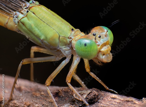 Extreme macro closeup of insects