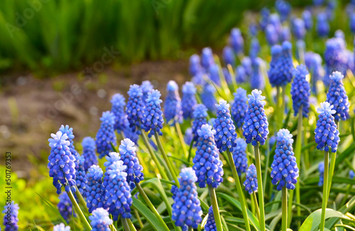 Blue muscari  grape hyacinth flowers. Muscari armeniacum in the garden.Spring floral background for design with copy space.Selective focus. photo