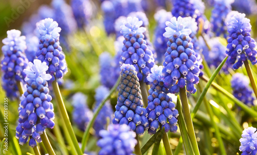 Blue Grape hyacinth flowers.Muscari armeniacum in the garden.Spring floral background for design with copy space.Selective focus.