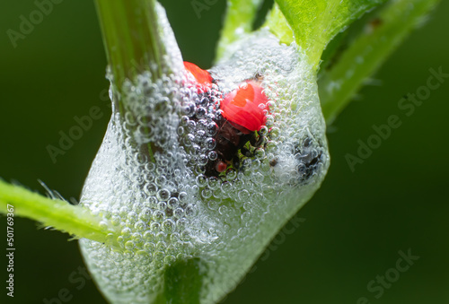 Extreme macro closeup of insects