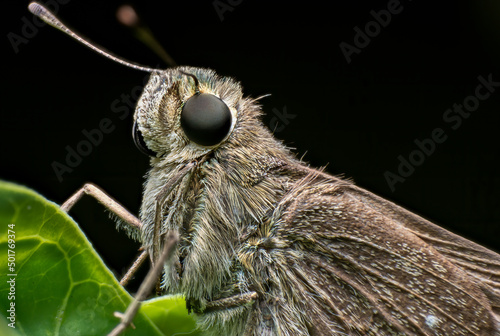 Extreme macro closeup of insects