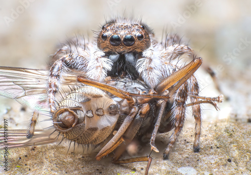 Extreme macro closeup of insects