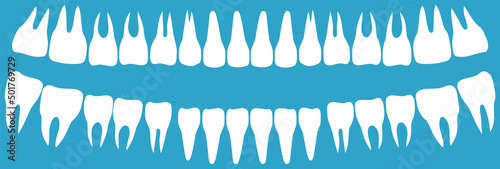 Human tooth crown and root. Two rows of upper and lower teeth. Molars and anterior teeth, outline of bones of oral cavity. Oral hygiene, dental care, medicine concept. Structure of human jaw