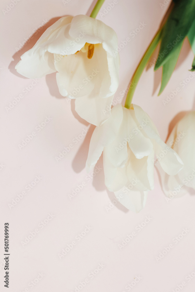 Bouquet of white tulips on colored paper background.
