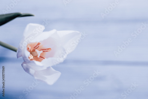 Bouquet of white tulips on a silk golden nude satin background, lavender photo processing. #501770169