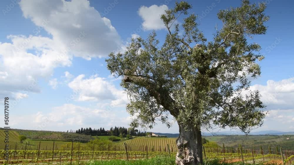 Olive tree with branches swaying in the wind amid young vineyards in the Chianti Classico region of Tuscany and blue sky. Italy