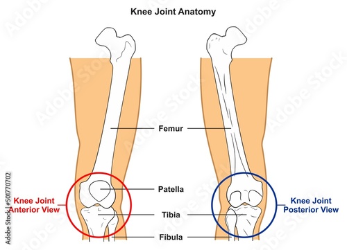 Knee joint anatomy infographic diagram anterior posterior views scheme with skeletal bones structure femur tibia fibula patella for anatomical science education thigh leg foot medical physics