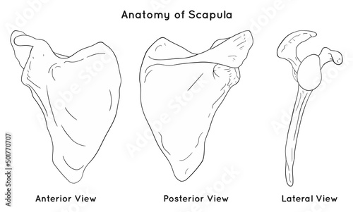 Anatomy of scapula bone with anterior posterior and lateral views triangular body shape with processes for anatomical medical physics physiotherapy science education isolated vector illustration photo