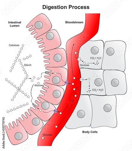 Digestion process in human body infographic diagram cellulose glucose absorption in intestinal lumen to bloodstream then to body cells vector illustration part of digestive system for medical biology  photo