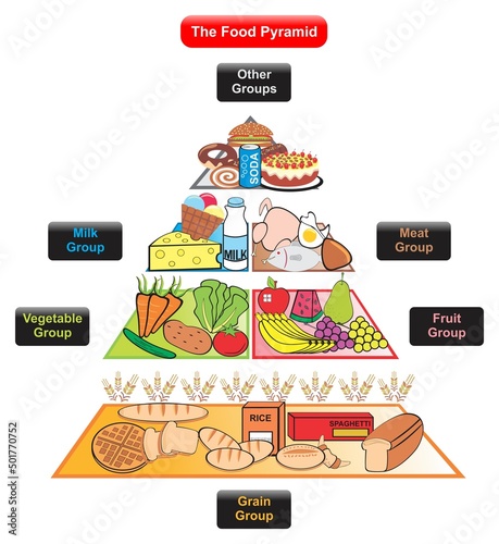 The food pyramid infographic diagram including different groups of grain vegetable fruit meat milk for healthy eating lifestyle organic nutrition science education diet template vector illustration