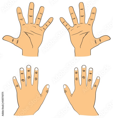 Human hand drawing right and left palmar and dorsal surface view fingers thumb index middle ring and little fingernail useful for basic education names math counting science and skin anatomy vector
