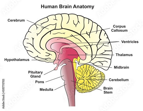Human brain anatomy infographic diagram showing median section structure parts including cerebrum hypothalamus pituitary gland pons medulla thalamus midbrain cerebellum and stem anatomical medicine photo