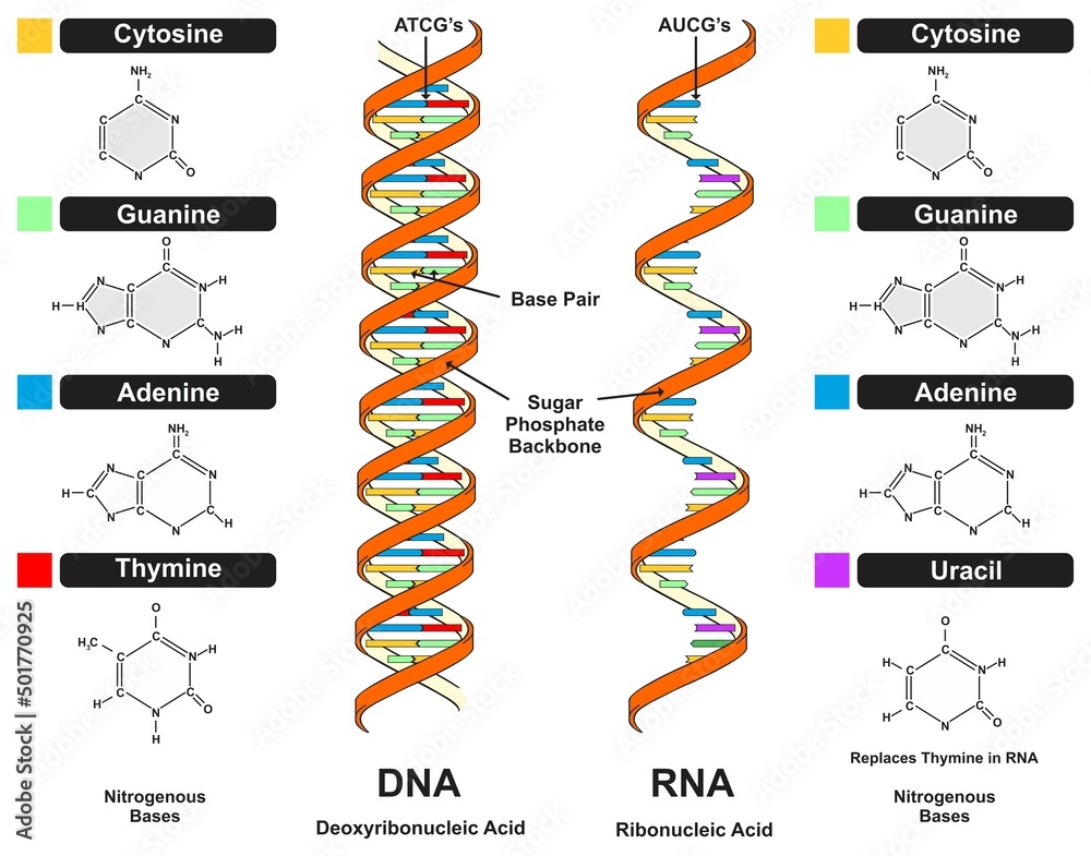 ДНК РНК урацил. Структура ДНК И РНК. DNA vs RNA. Строение молекулы ДНК.