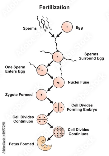 Fertilization of human egg by sperm infographic diagram nuclei fuse zygote formed then cell divides embryo formation then continuous division of cells forming fetus vector illustration medical biology
