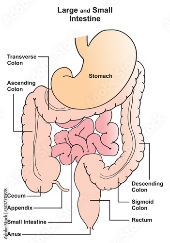 Large and small intestine infographic diagram part of human body digestive system ascending transverse and descending sigmoid colons cecum appendix rectum anus vector illustration for medical biology  photo