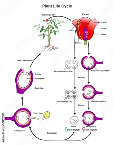 Plant life cycle infographic diagram structure parts and stages of pollination meiosis mitosis fertilization embryo and seed germination scheme vector illustration for botany biology science education photo