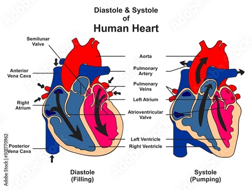 Diastole and systole of human heart anatomy infographic diagram structure and parts while filling pumping blood contraction and relax of muscle phase of cardiac cycle vector illustration  physiology