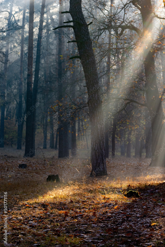 Fototapeta premium Sunlight rays are shining on yellow foliage