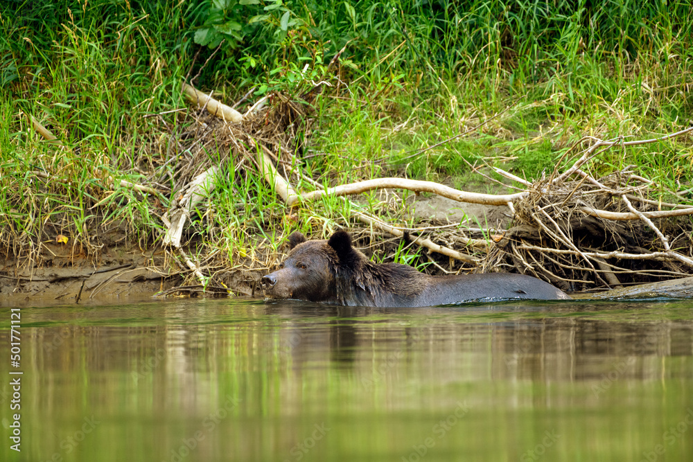 A grizzly bear (Ursus arctos horribilis) swimming in the Atnarko River in coastal British Columbia at Bella Coola A grizzly bear (Ursus arctos horribilis) swimming in the Atnarko River in coastal British Columbia at Bella Coola