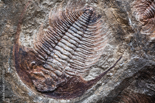 Trilobite fossil in stone detail