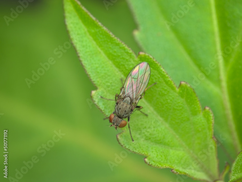 shore fly perched on the green leaf