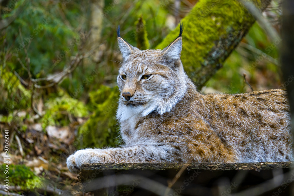 Fototapeta premium The Eurasian lynx (Lynx lynx), medium-sized wild cat
