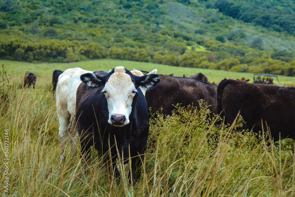 Black and white cows on a large green tropical ranch grazing peacefully on the Hawaiian island of Kauai