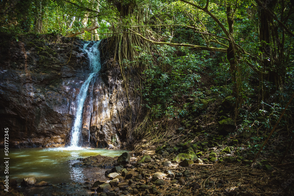 Obraz premium Small, gently flowing jungle waterfall deep in the forest on the Kipu Ranch on the Hawaiian island of Kauai, surrounded by lush tropical foliage and descending into a bright green natural pond