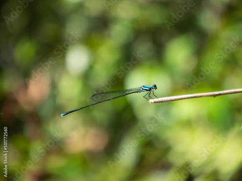 needle dragonfly (Ischnura heterosticta)