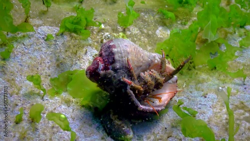 Hermit crab (Clibanarius erythropus), crayfish protrudes from the shell of a mollusk rapana on a stone near the shore in the Black Sea photo