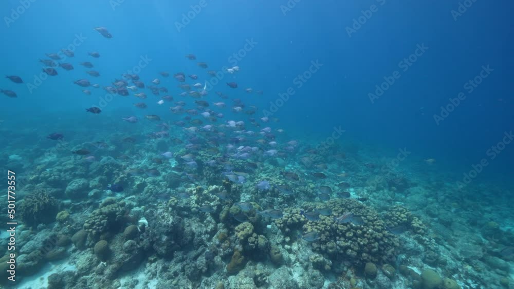 4K 120 fps Super Slow Motion: Seascape with School of Fish, Surgeonfish, coral, and sponge in the coral reef of the Caribbean Sea, Curacao 4K 120 fps Super Slow Motion: Seascape with School of Fish, Surgeonfish, coral, and sponge in the coral reef of the Caribbean Sea, Curacao
