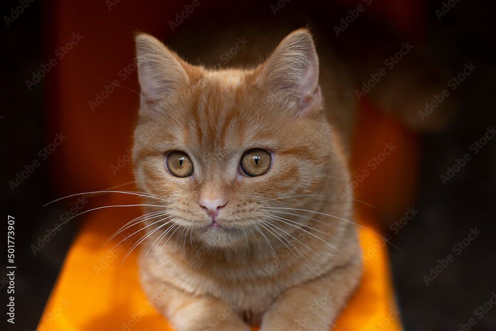 Top view ginger kitten,sitting on orange chair. Top view ginger kitten,sitting on orange chair.