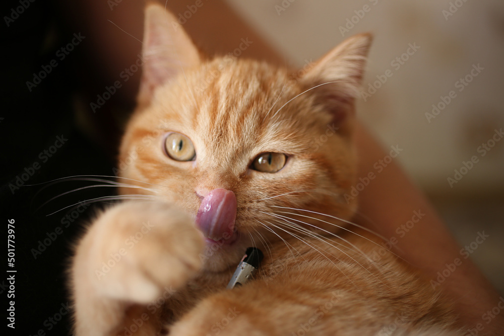 Closeup photography of licking cat on his owner hands. Closeup photography of licking cat on his owner hands.