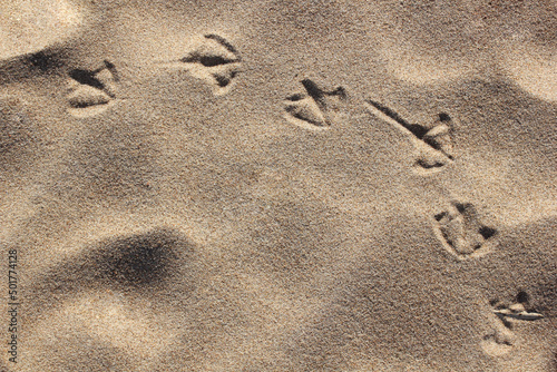 prints of bird paws on the sand close-up