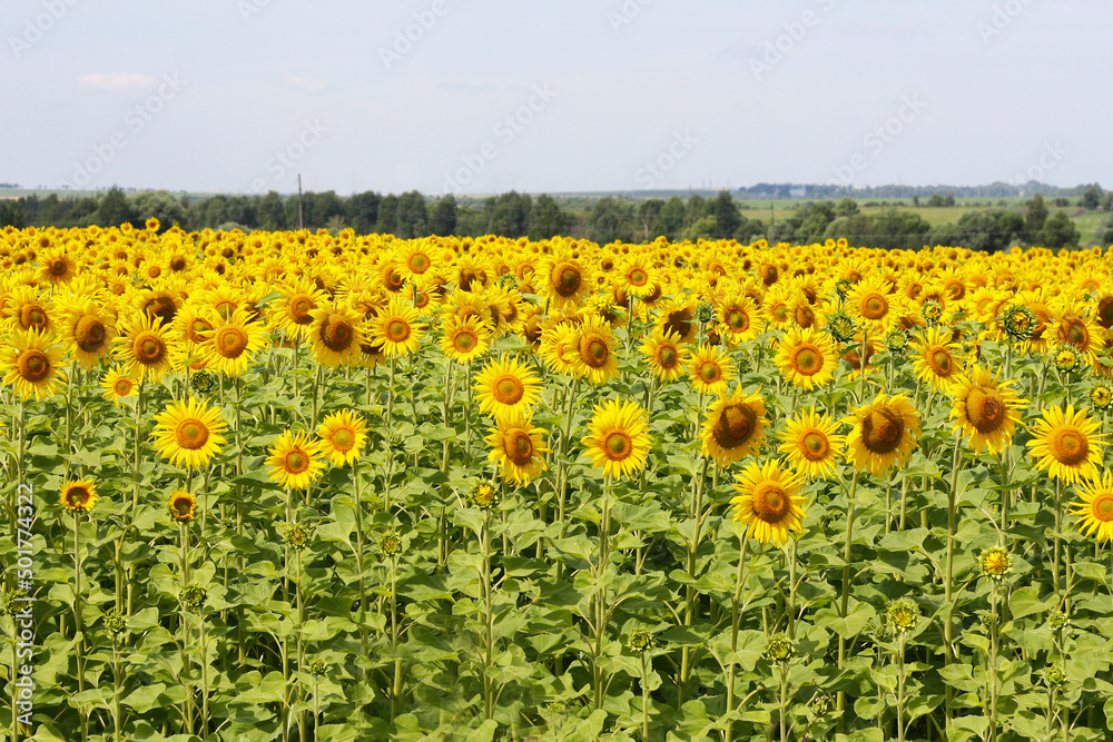 Obraz premium A field with yellow sunflowers.