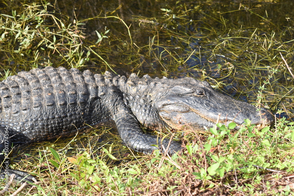 alligator in the everglades alligator in the everglades