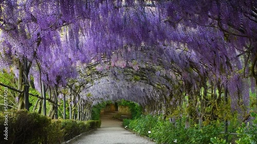 Beautiful blooming purple wisteria sways in the wind. Blooming wisteria tunnel in a garden near Michelangelo Square in Florence, Italy.