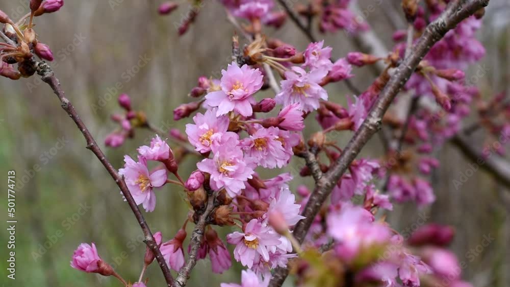Sakura fukubana branch swaying in the wind. Cloudy spring day pink sakura blossoms on a branch close up footage Sakura fukubana branch swaying in the wind. Cloudy spring day pink sakura blossoms on a branch close up footage